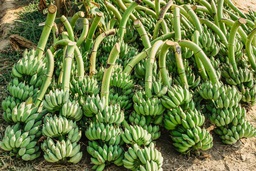 Fresh Green Bananas